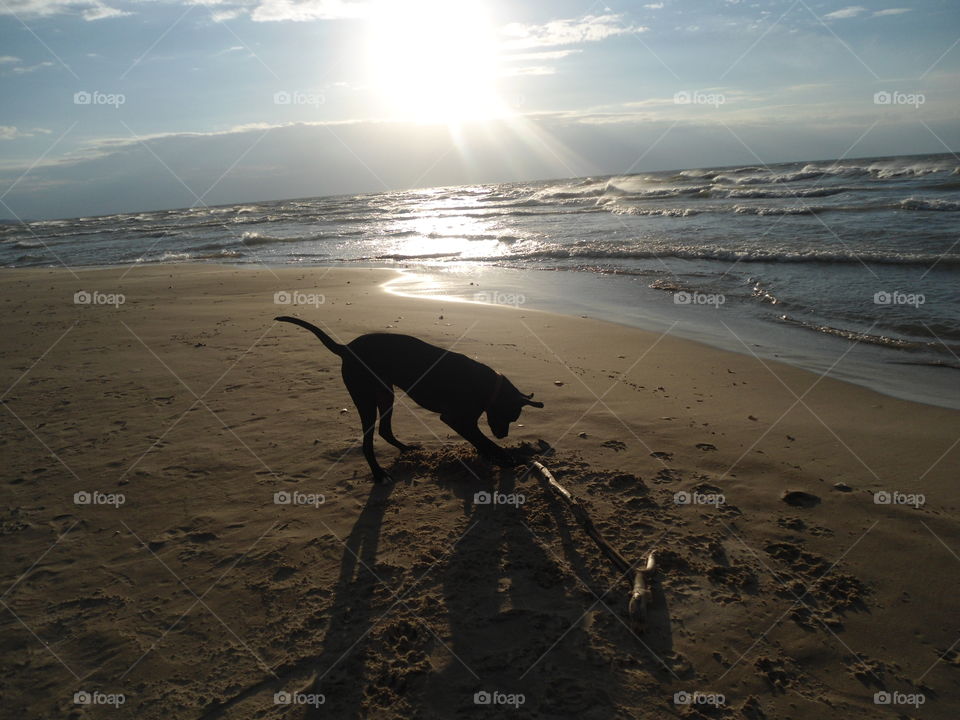 Bowser digging holes at the beach on Lake Michigan!