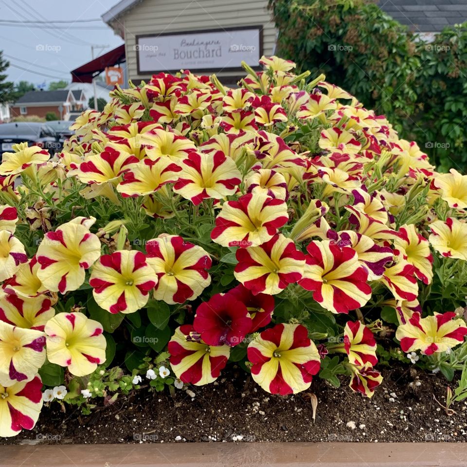 Summer + Flowers = The great things in life! Charlevoix area in Quebec, Canada 