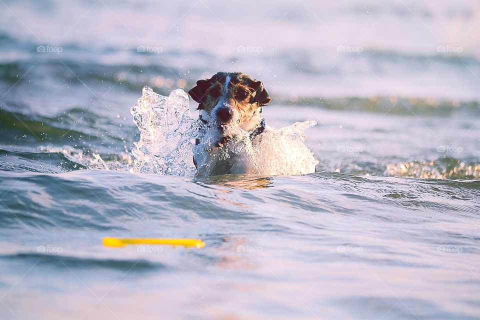 Dog playing. A cute dog playing in the ocean