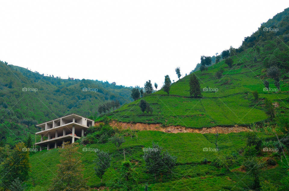 skewed urbanization.