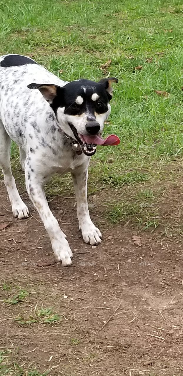 Tongue flapping in the wind
