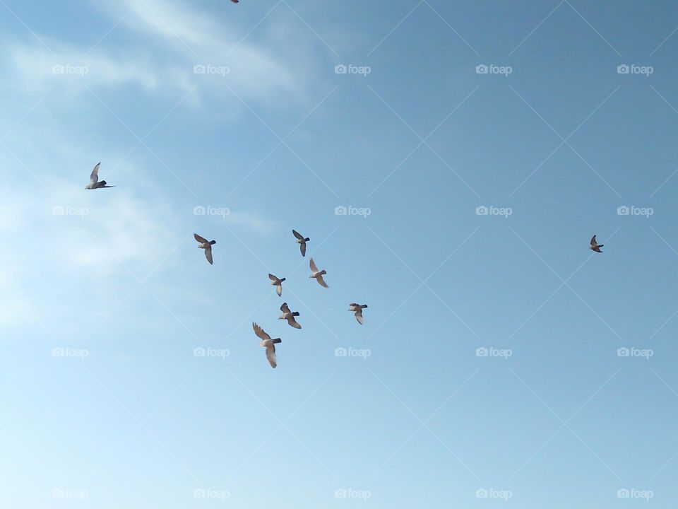 Flock of pigeons flying cross the sky.