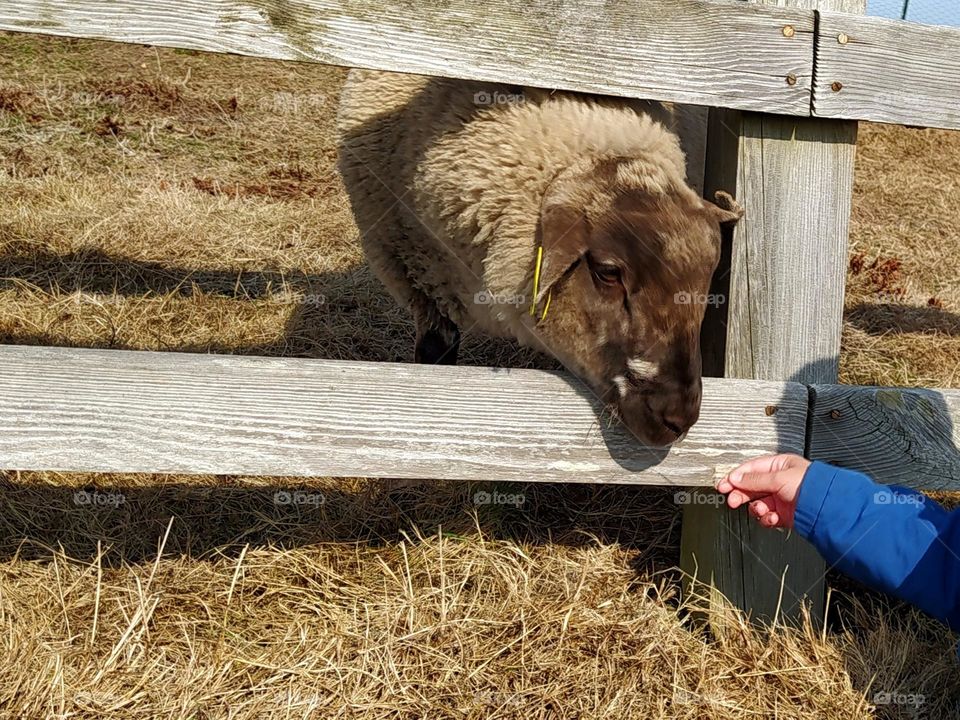 Holidays in the countryside bring us closer to nature, soothe. This photo shows a child's hand feeding a sheep.