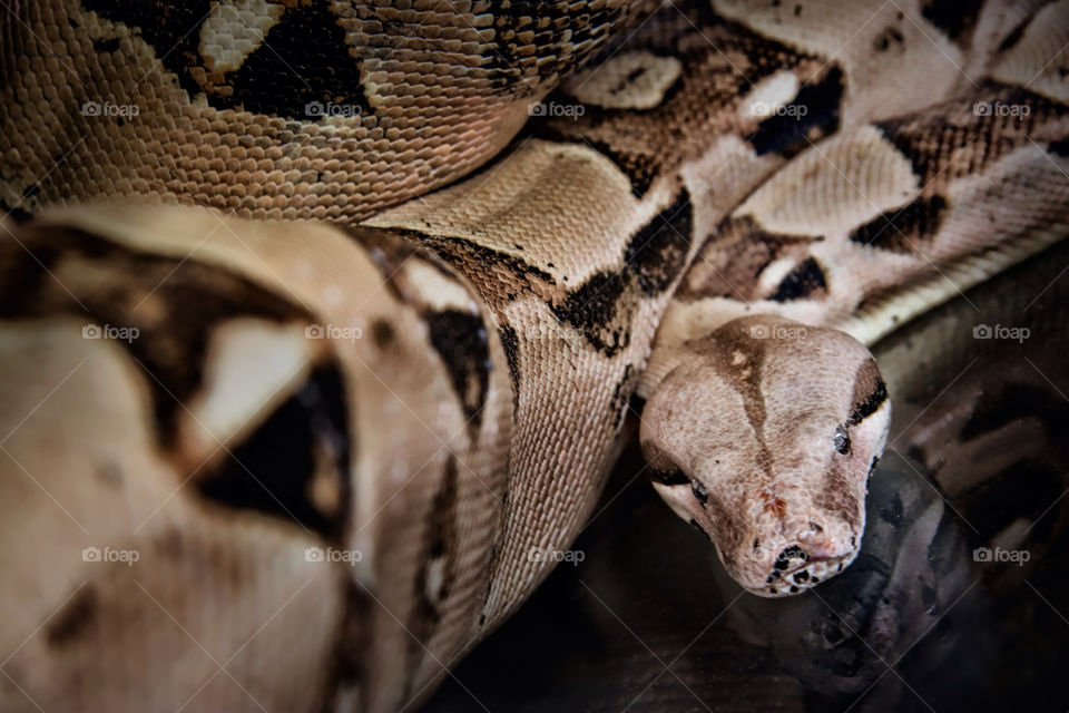 pet reptile snake python by Cheshirepoet