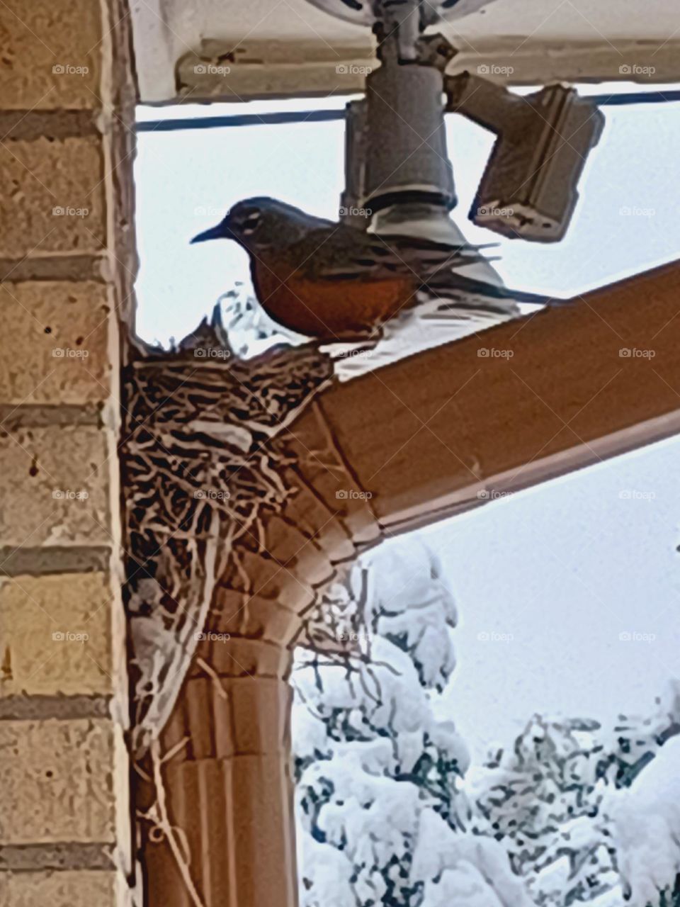 mama robin feeding babies signs of spring