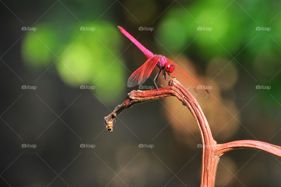 Red dragon fly on a branch with a green background. Beside view. Blurry no focus soft not clear. 