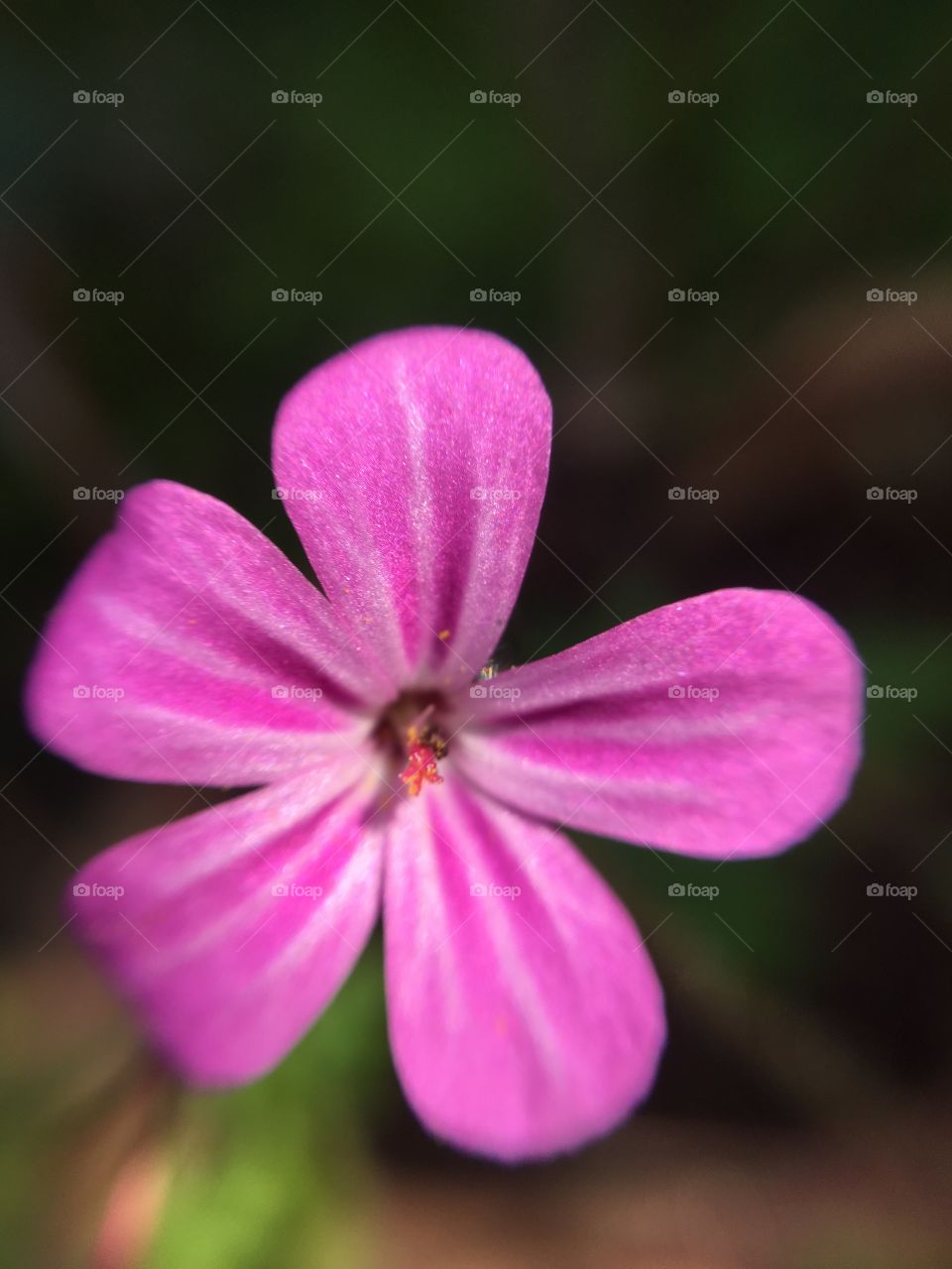 Close up of bright pink flower