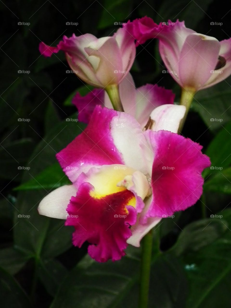 orchid