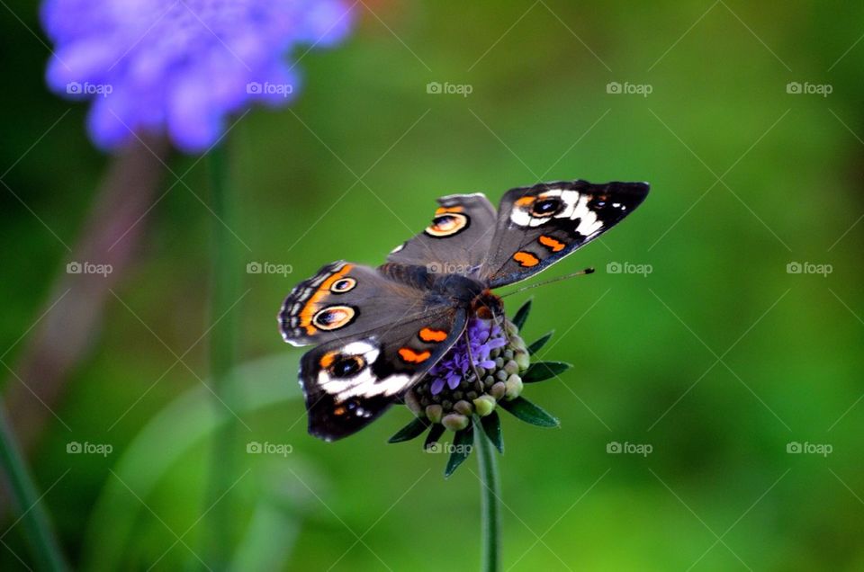 Butterfly on flower