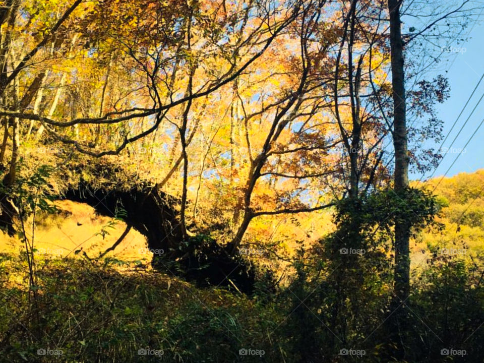 amazing yellow environment in the forest