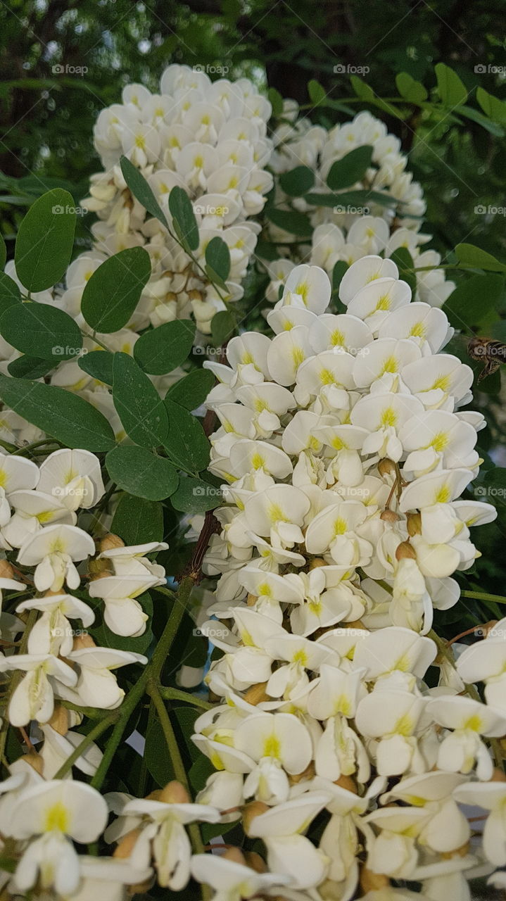 white acacia branch closeup