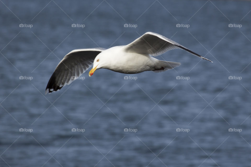 Seagull flying over ocean
