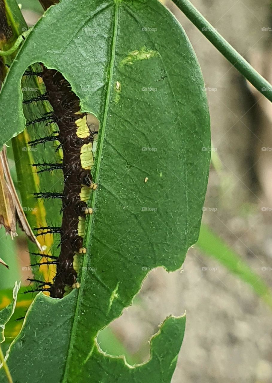 Greedy Caterpillar