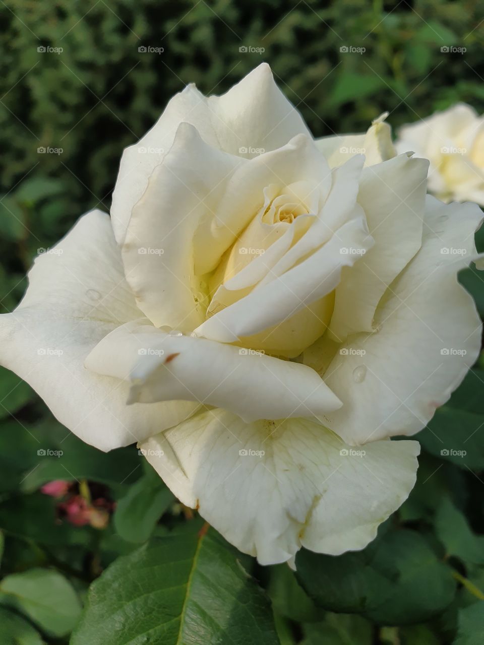 white rose after the rain closeup
