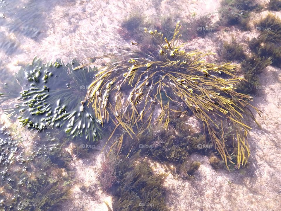 Algae in the water