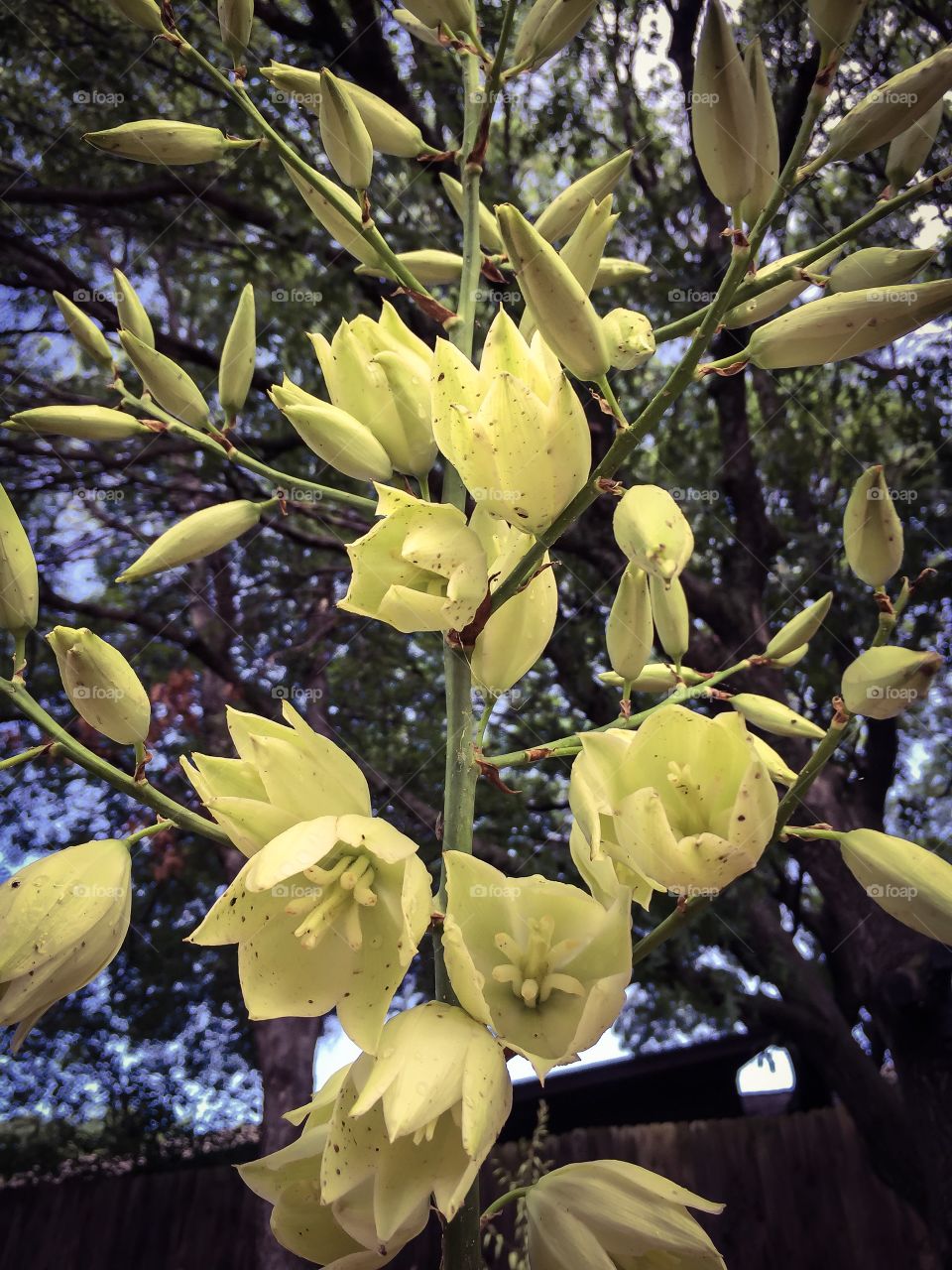 Yucca blooms