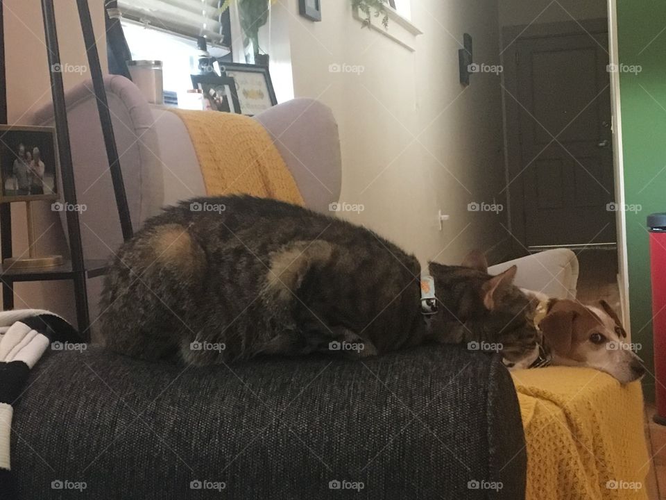 Sleepy kitten cute Cat