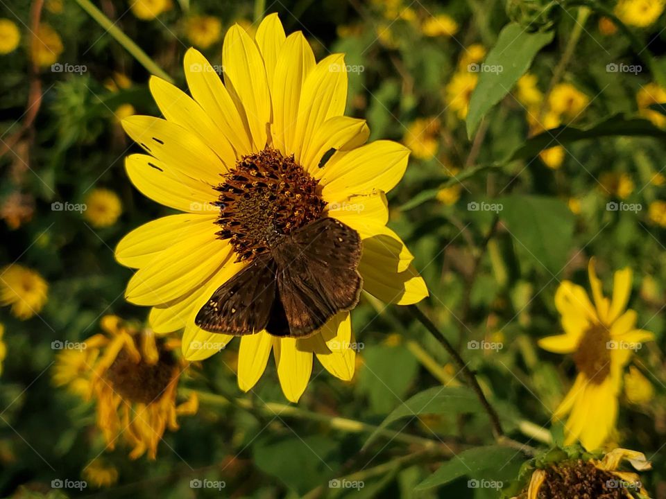 Allowing a small wild sunflower patch to grow in my backyard improves my soil through phytoremediation; toxins are removed, aeration improved & beneficial micro organism move in. Excellent food for pollinators & birds.A host plant for caterpillars.