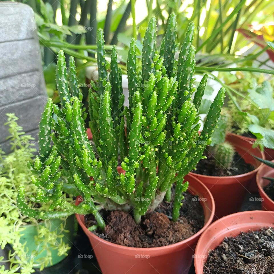 Variety of cactus with beautiful flower in garden. Small decorative cactus plants.