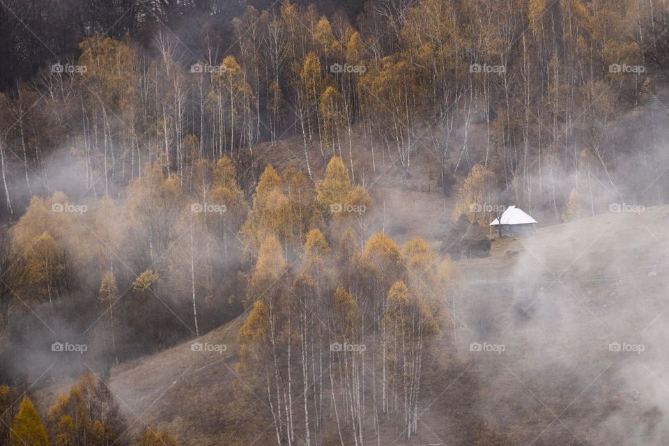 Wooden cabin