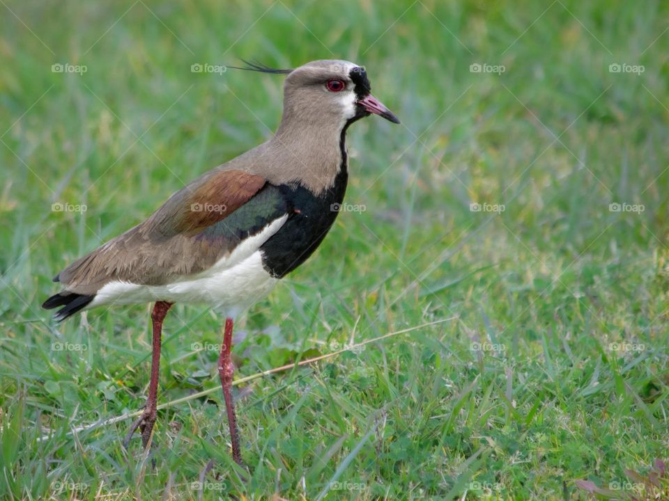 ave argentina (tero)