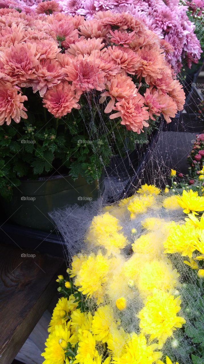 webbing from the wolf spider