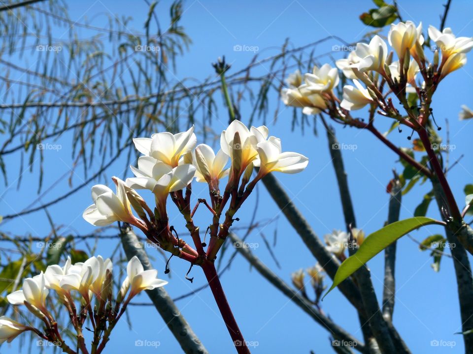 Plumeria flower