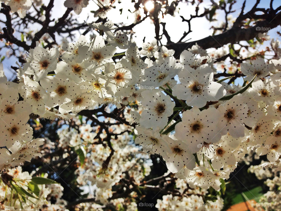 Flowing tree in spring
