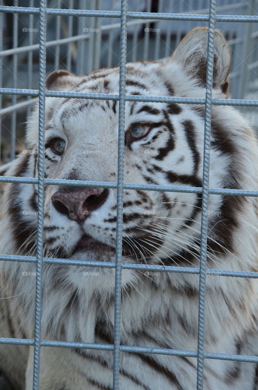 white tiger with blue eyes
