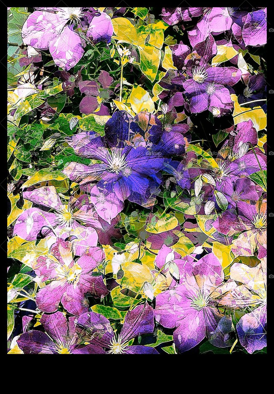 Clematis