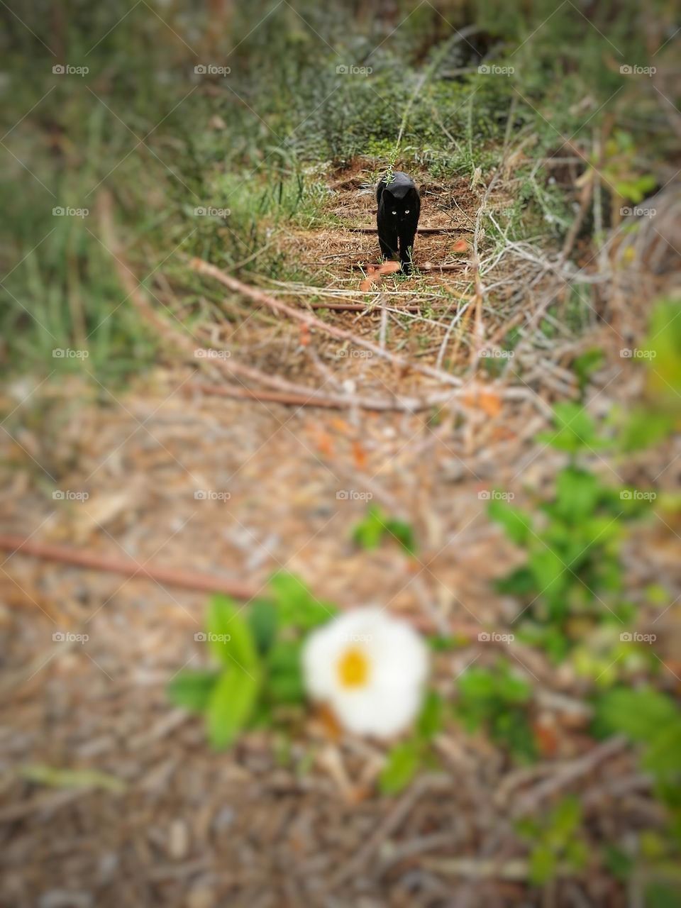 Like a miniature black panter 😊