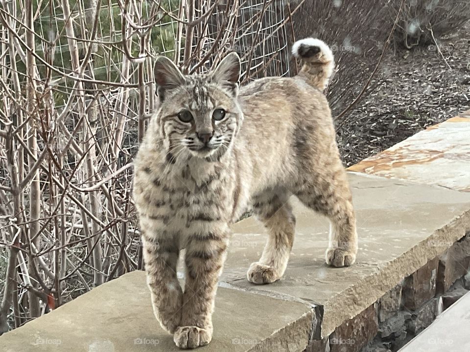 Bobcat visit 