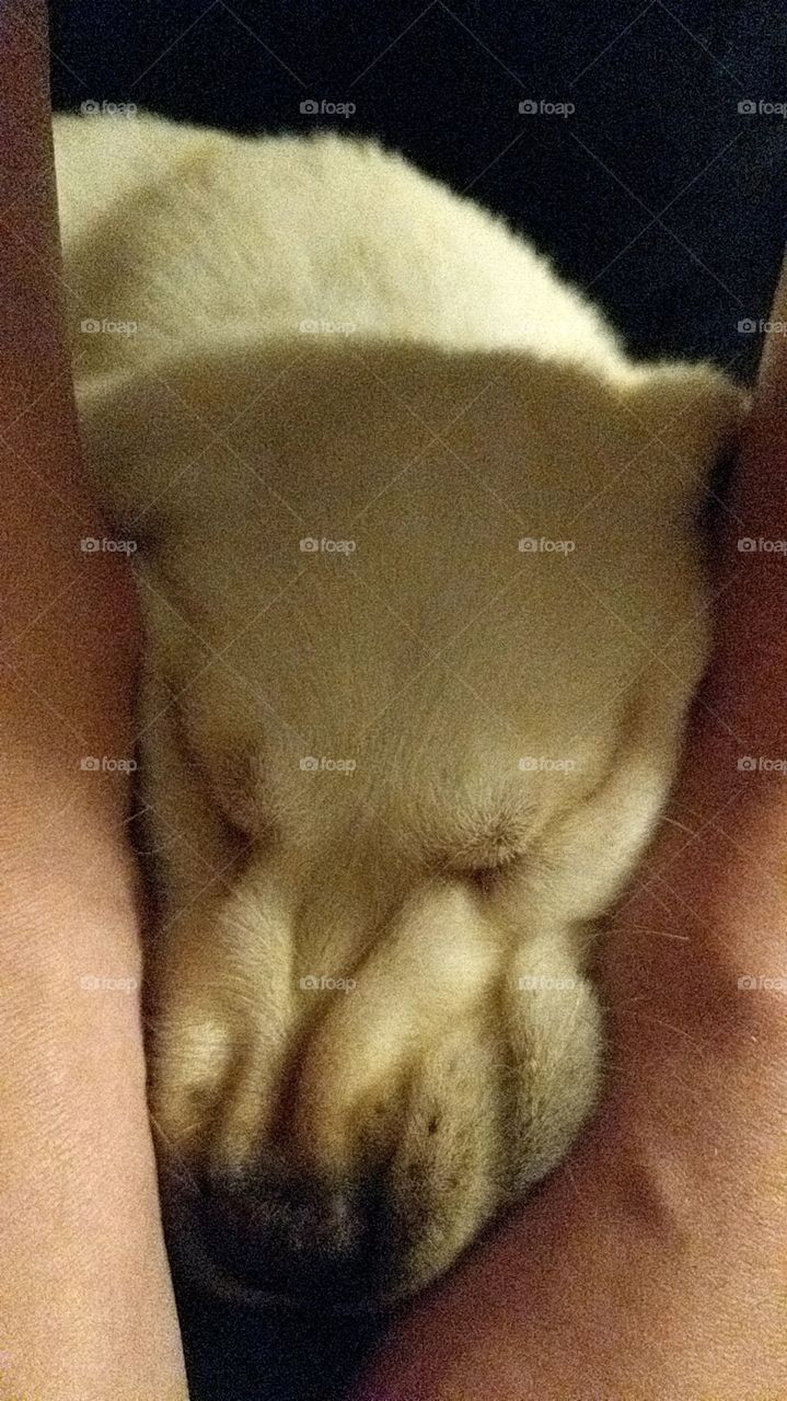 Sleeping, squished faced, yellow lab between 2 feet.
