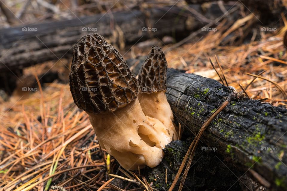 Two Morel mushrooms grow side by side in a burned down forest, on ground that’s covered in pine needles and burned wood.