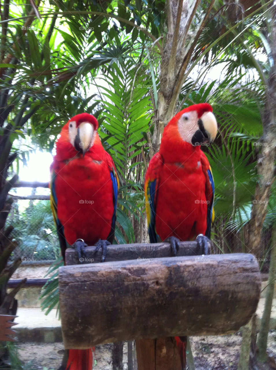 holiday couple parrot palms by Nikita80