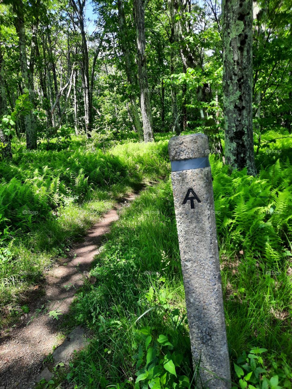 Appalachian Trail winding through the ferns.