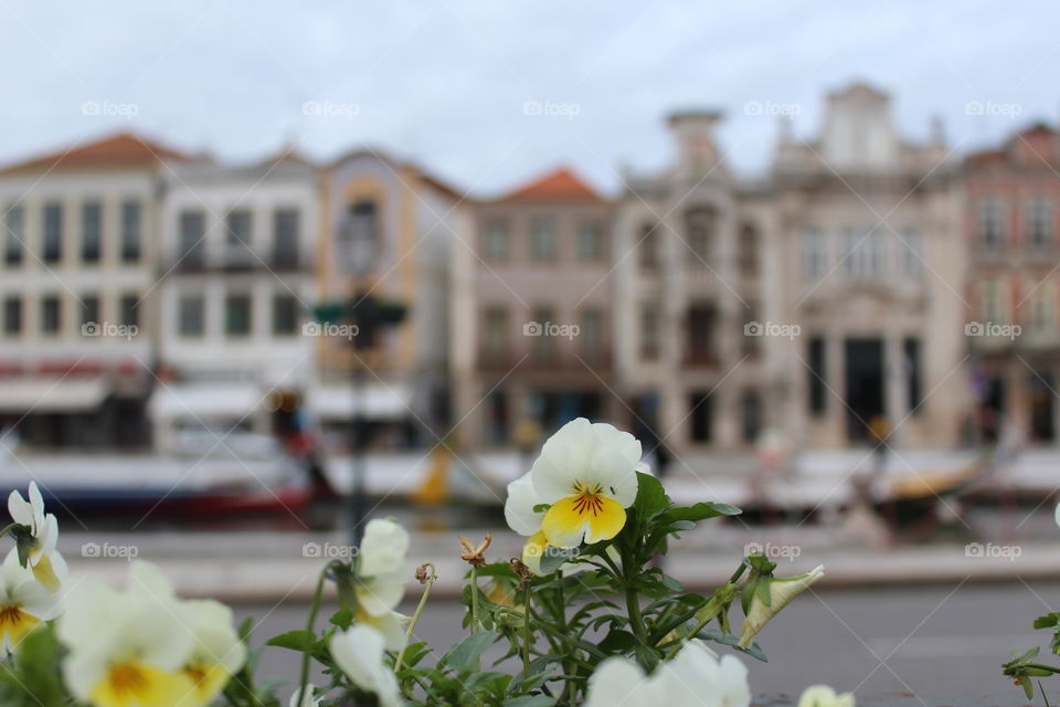Flowers with blurred background of building