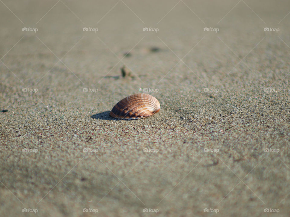 Seashell 
