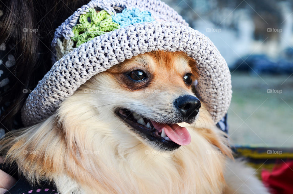 My Lovely Pet Alice with my Hat