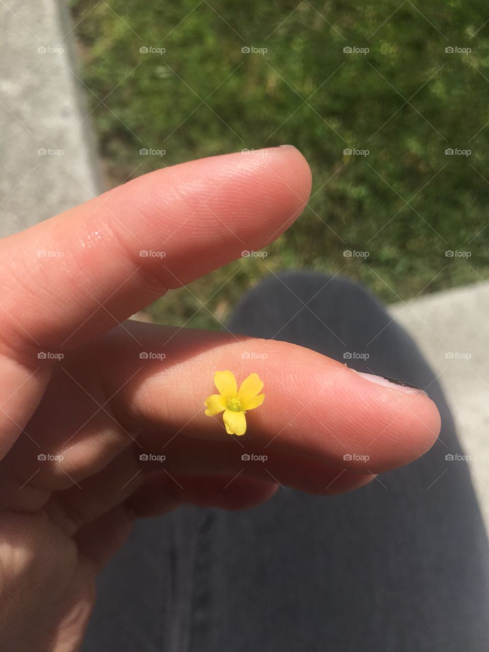 Even tiny weeds contain beauty 