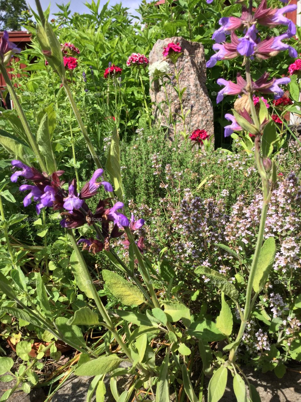 Garden flowers
