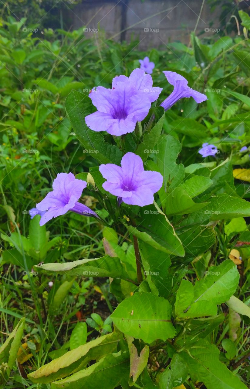 Kencana ungu wild flower. Its a wild plant you can see it everywhere here in west java Indonesia.
