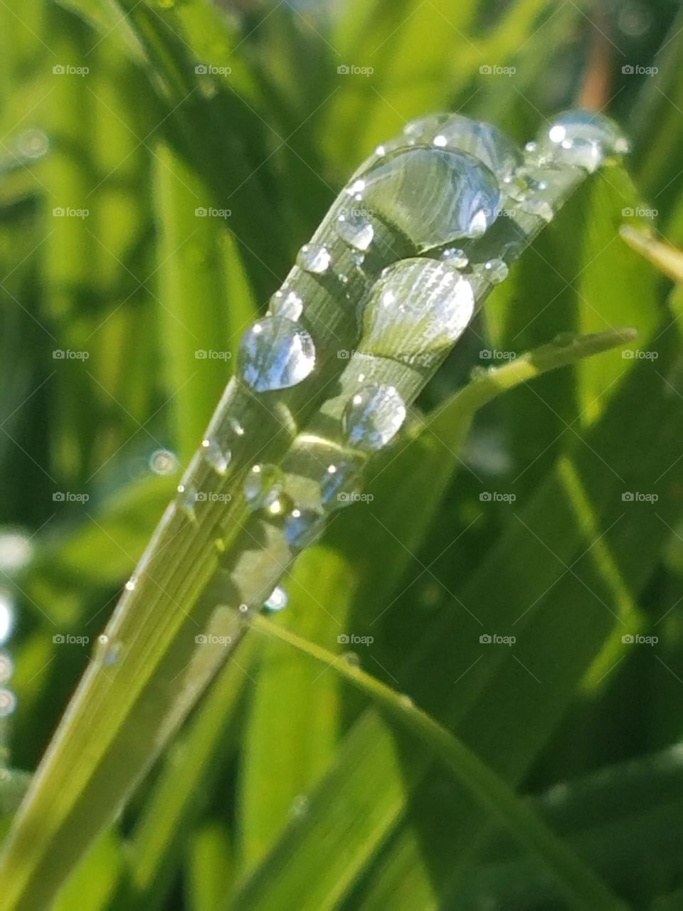 Diamonds in the grass