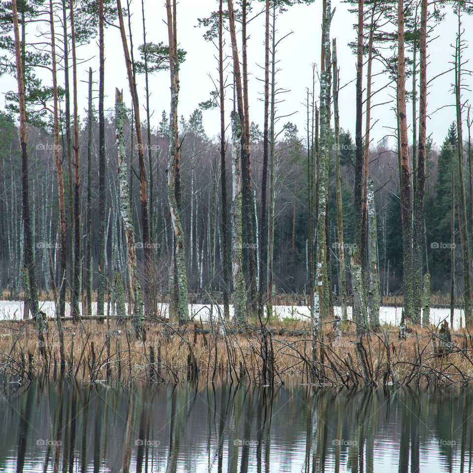 Tree trunks on a tiny lake island