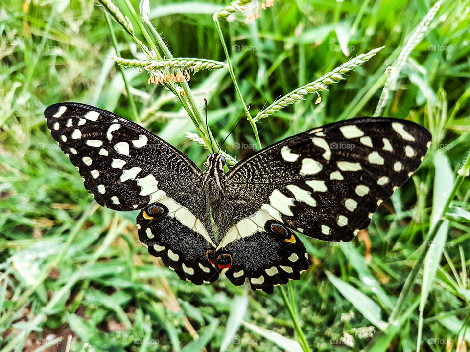 butterfly with wings wide open