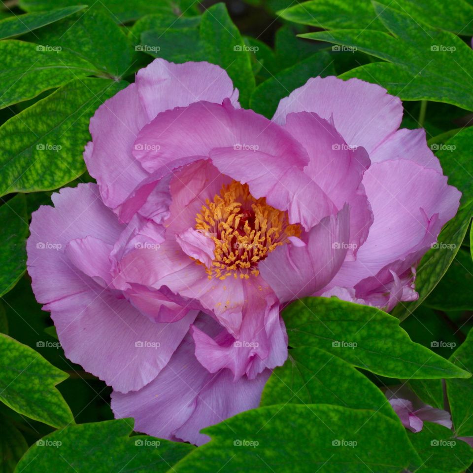 peony