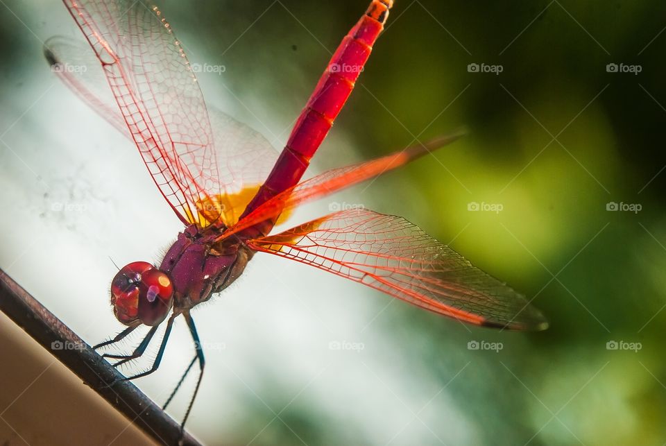 Side view of Dragonfly