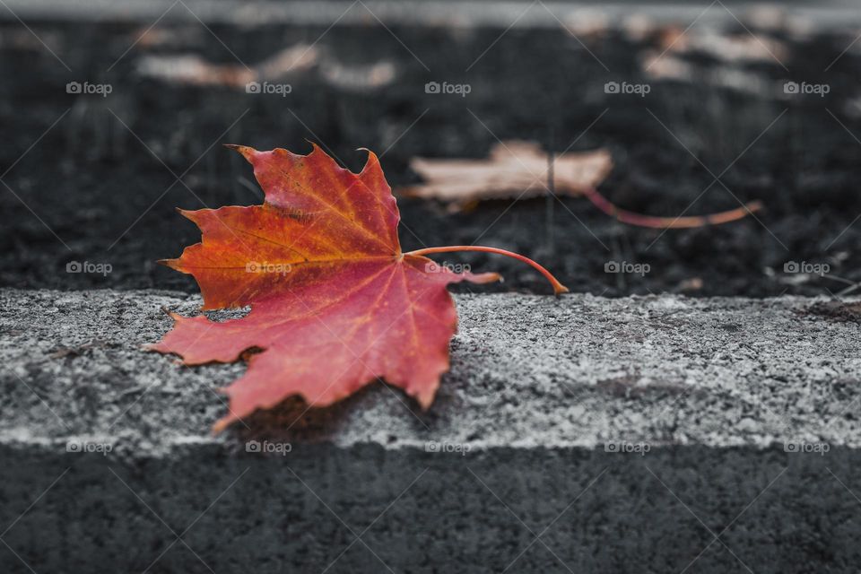 red leaf on dark ground background.  autumn concept