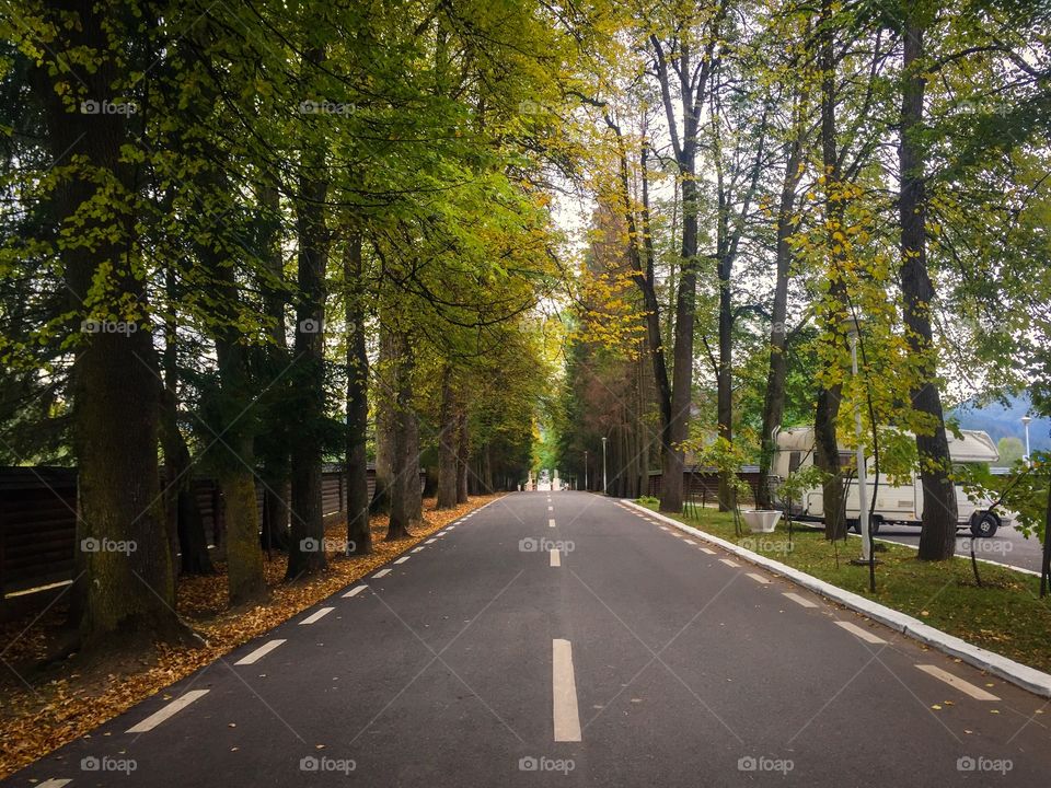 Empty road with autumn trees on both sides