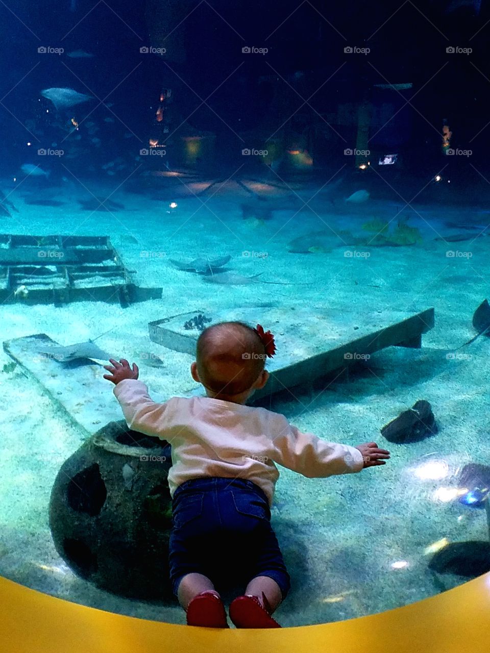 Baby laying in viewing window at aquarium studying fish and sting rays